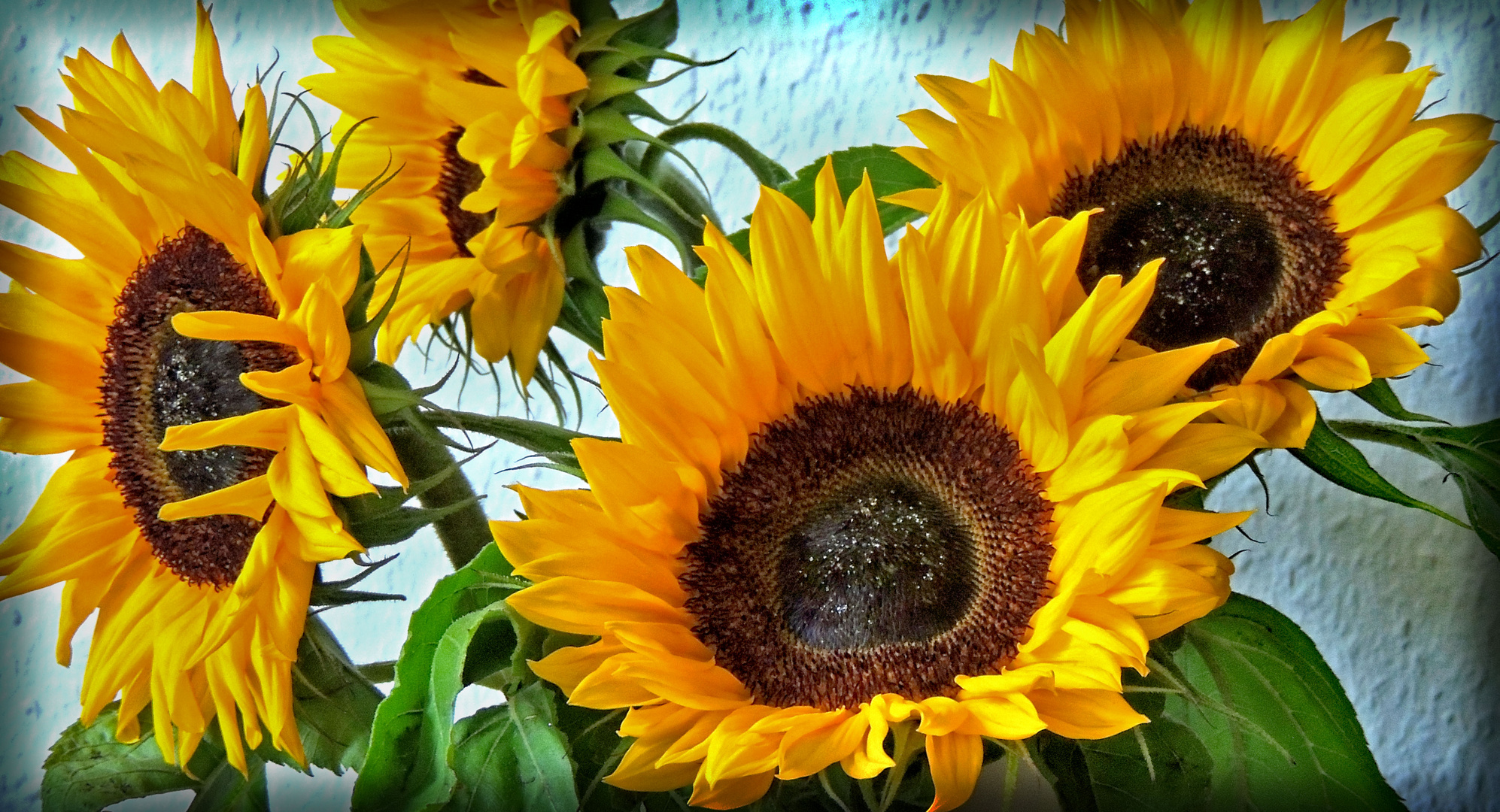 Sunflowers