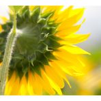 Sunflowers-3