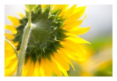 Sunflowers-3