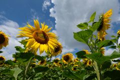 Sunflowers