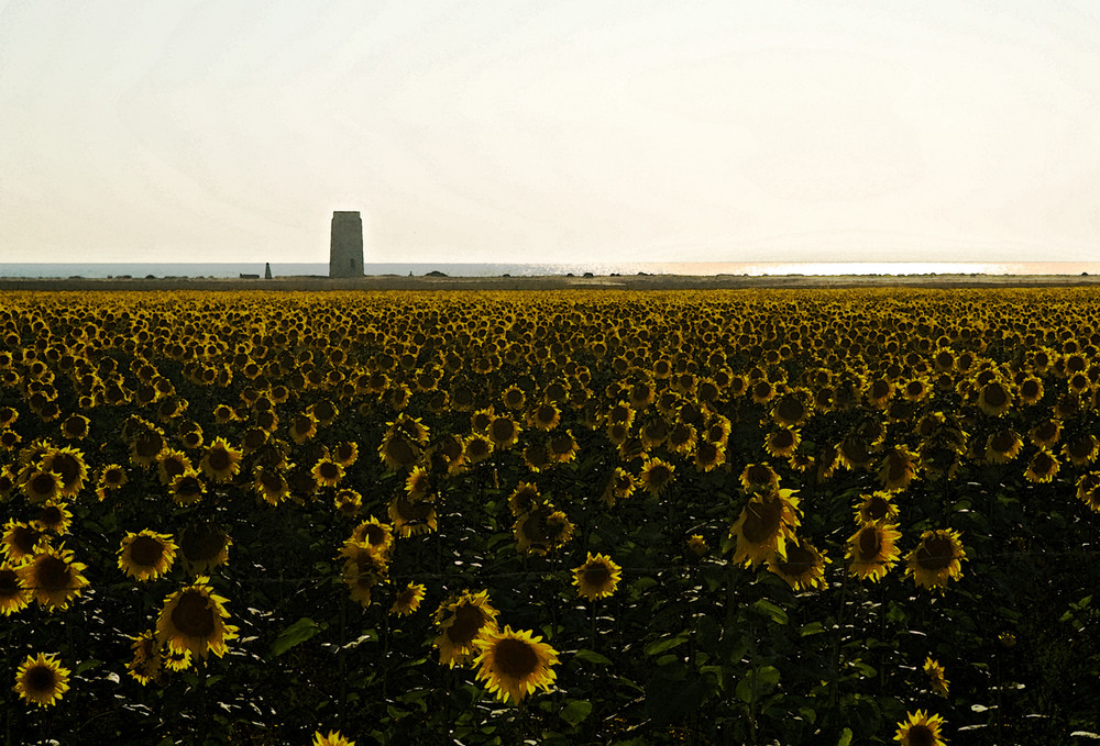 Sunflowers