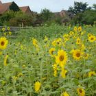 sunflowers