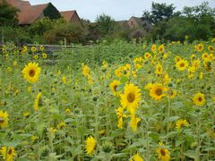 sunflowers