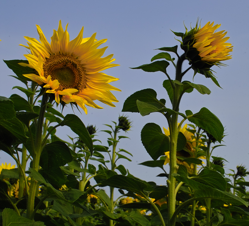 ... sunflowers