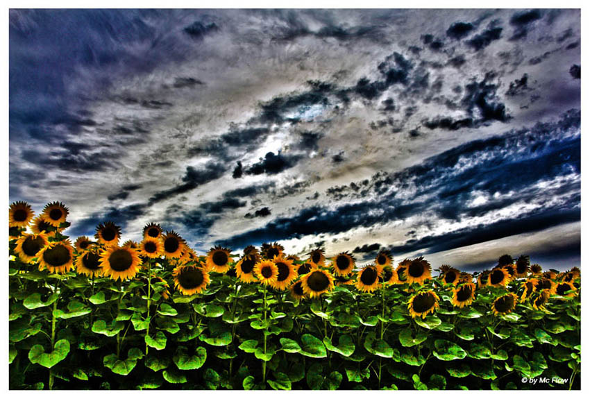 Sunflowers