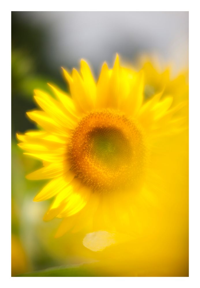 Sunflowers-4