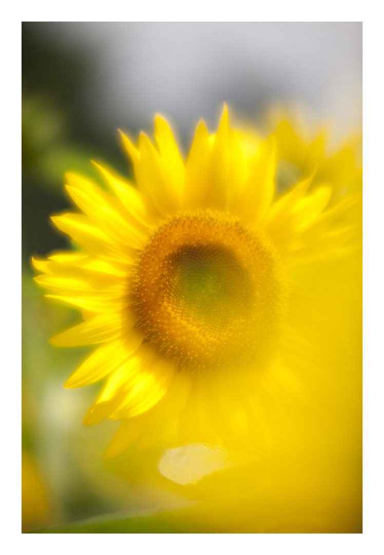 Sunflowers-4