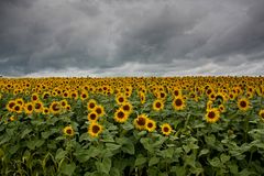 Sunflowers