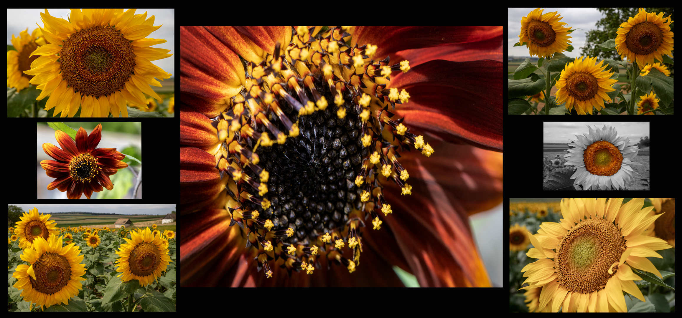 Sunflowers