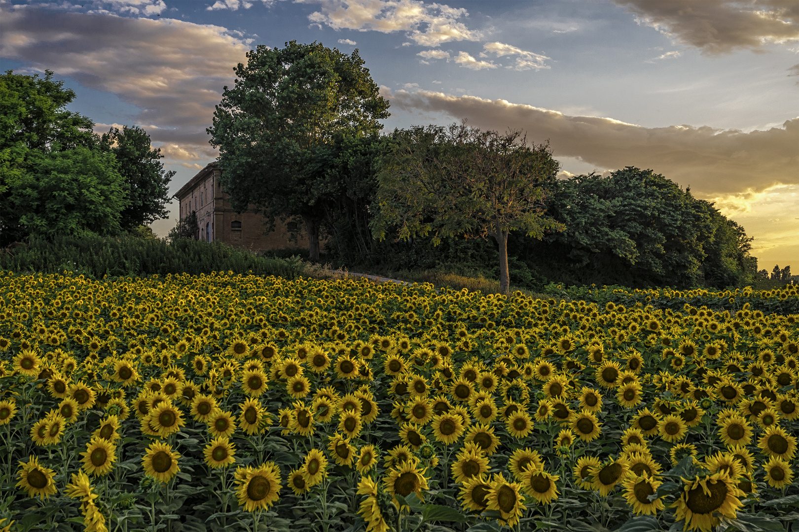 "Sunflowers"