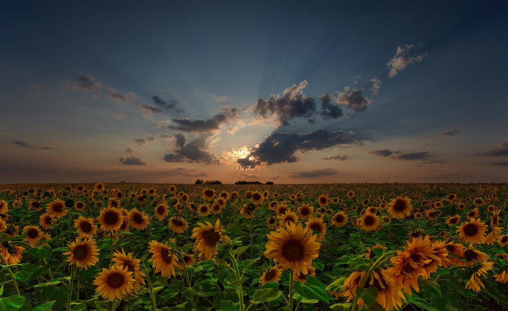 SunFlowers