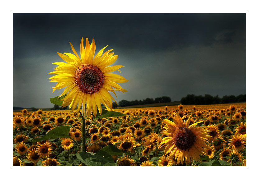 sunflowers