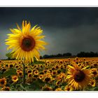 sunflowers