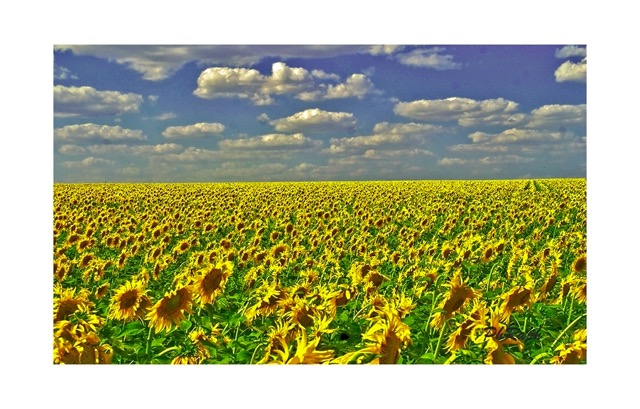  sunflowers