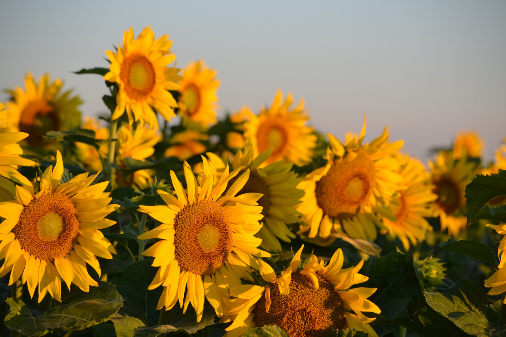 Sunflowers