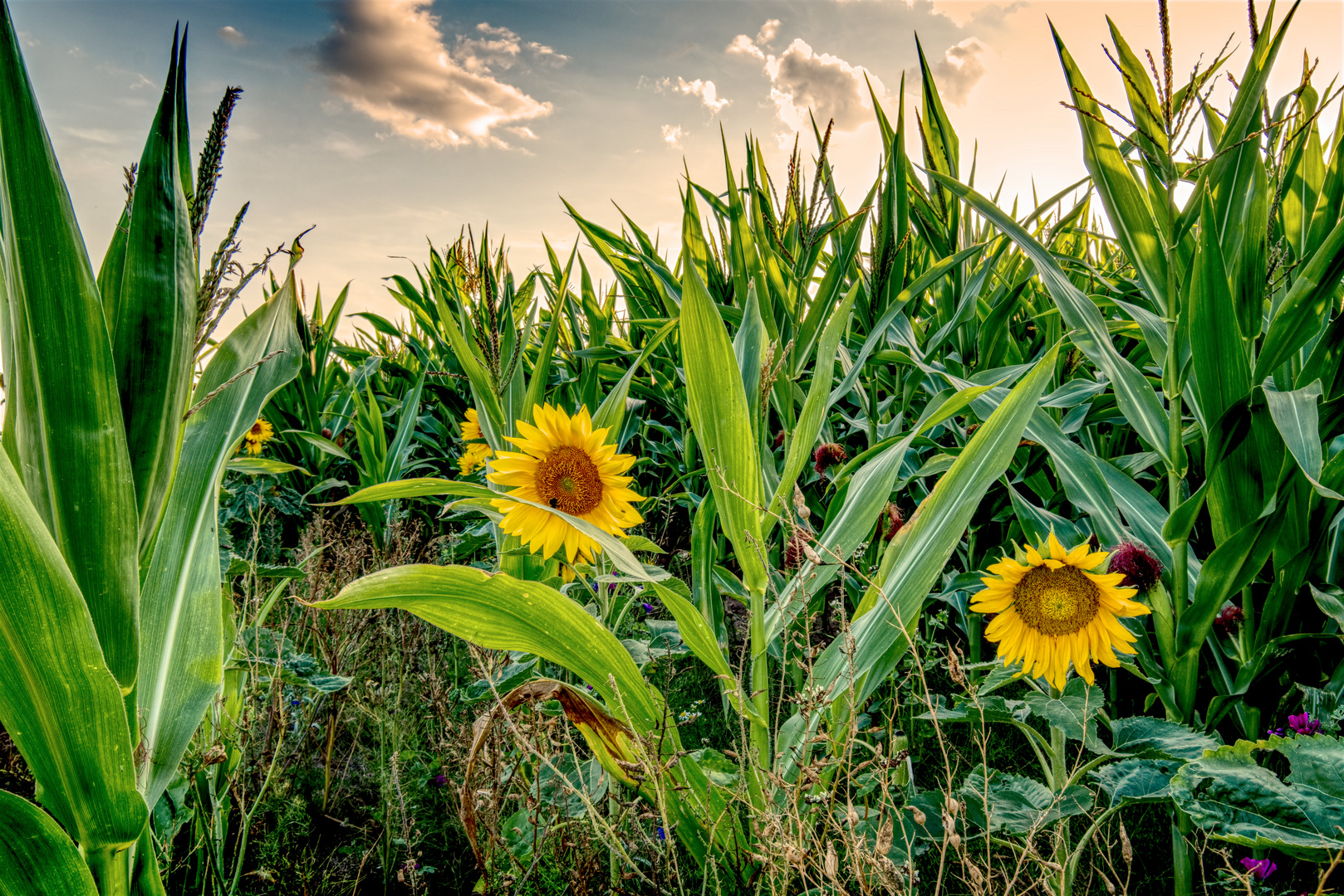 Sunflowers