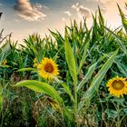 Sunflowers