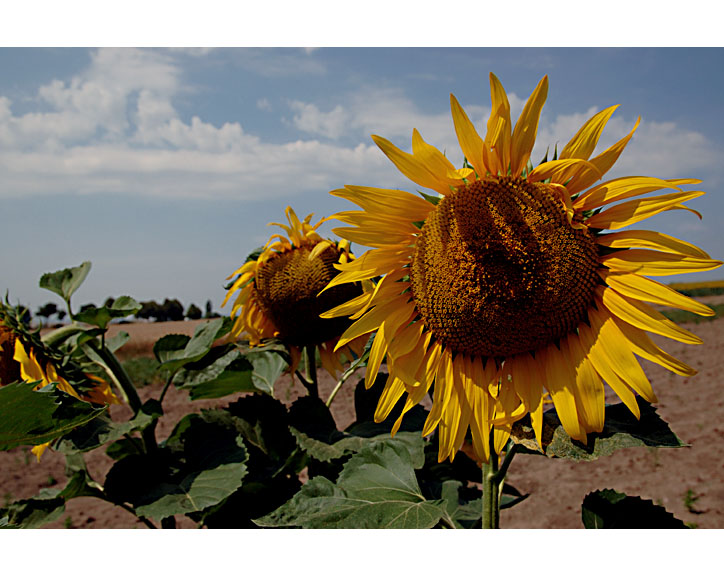 sunflowers