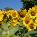 Sunflowers