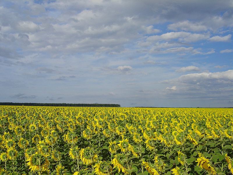 SUNFLOWERS