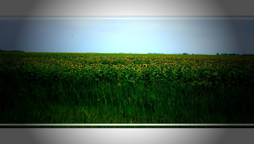 sunflowers