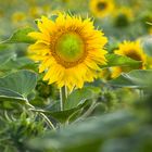 sunflowers