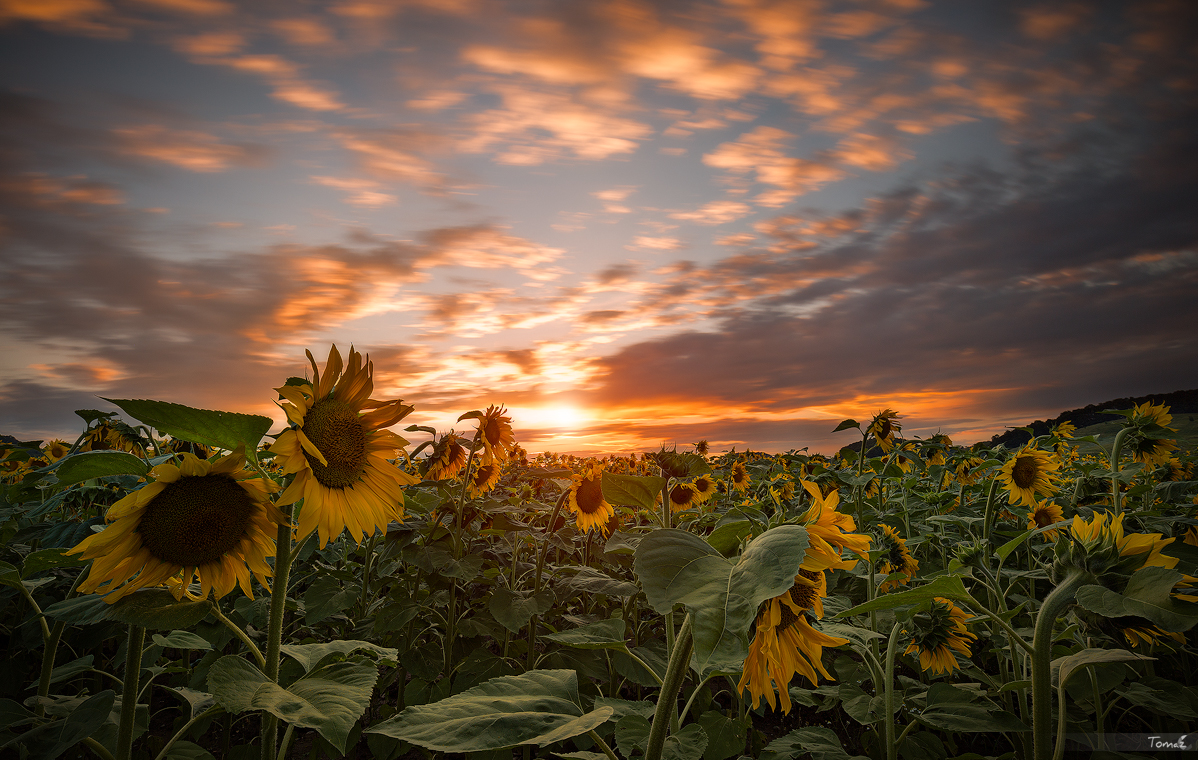 Sunflowers