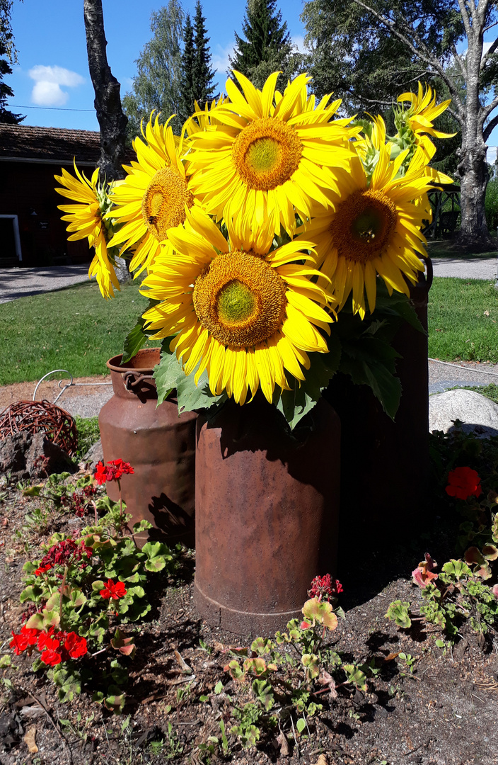 Sunflowers