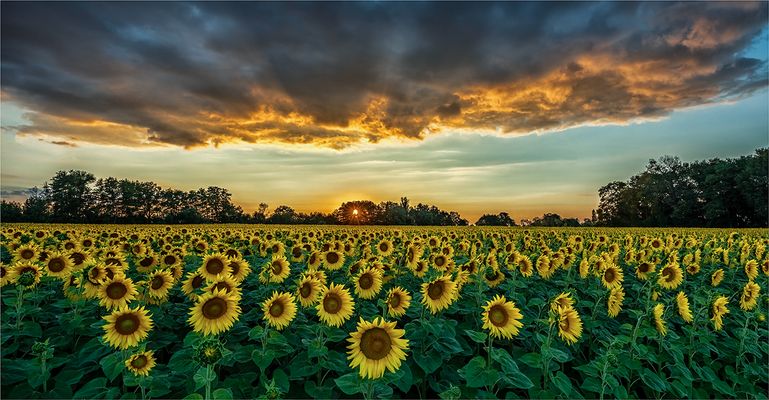 Sunflowers...