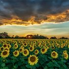 Sunflowers...