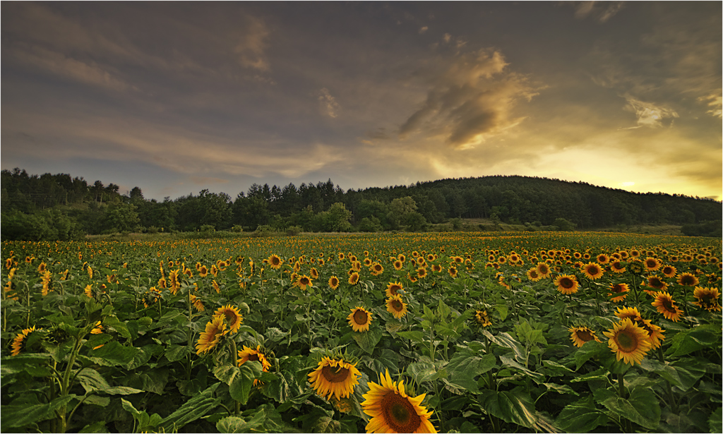 Sunflowers