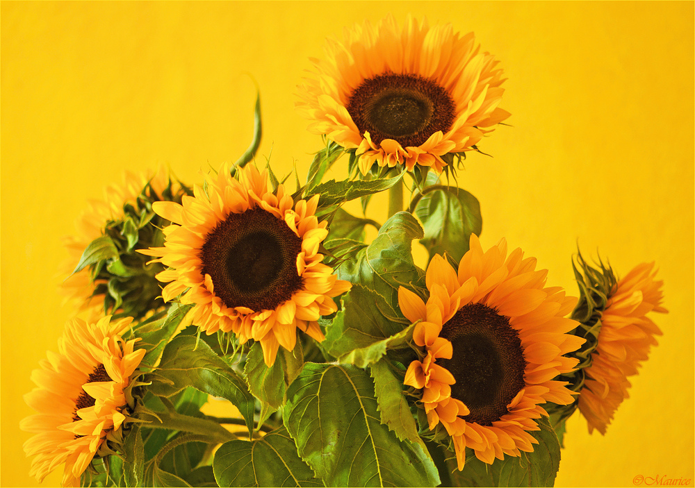 SUNFLOWERS