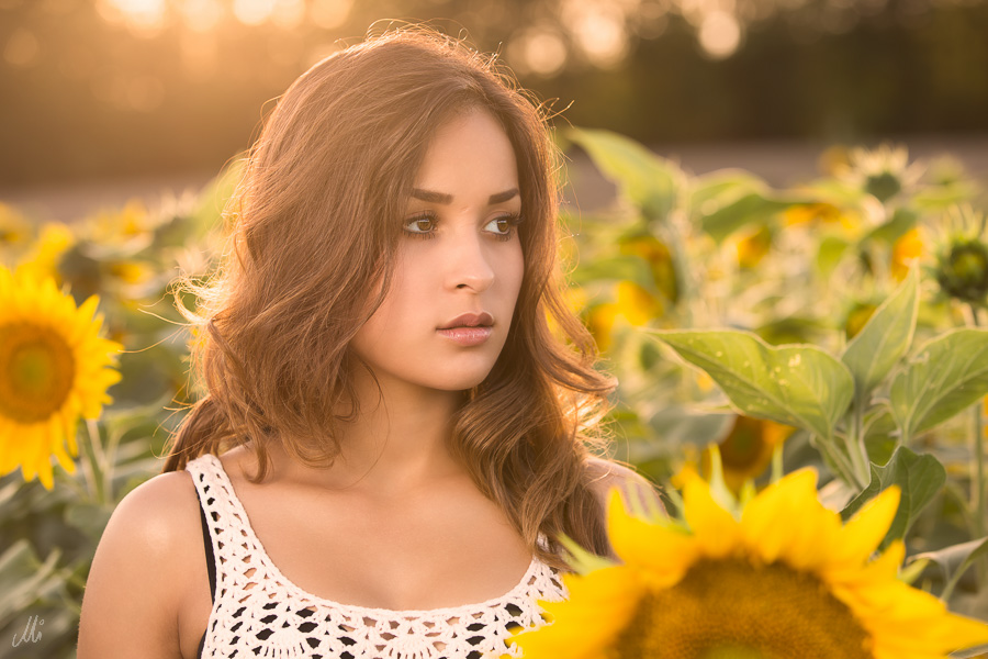 sunflowers