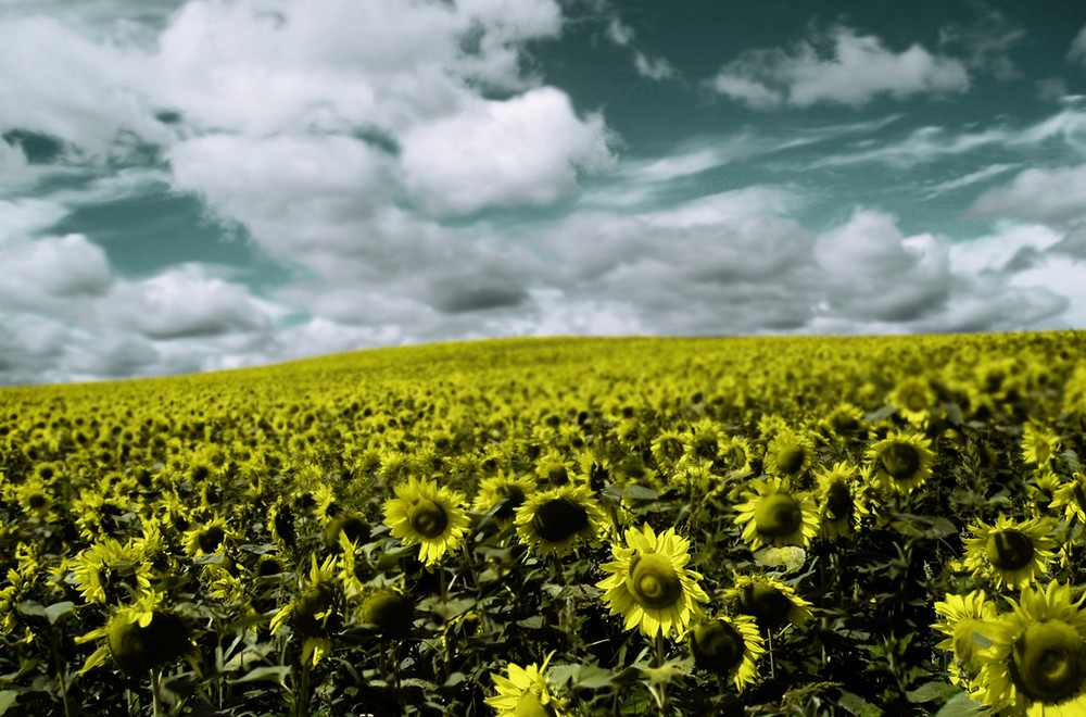 Sunflowers