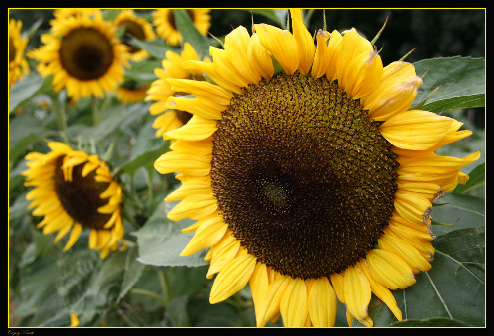 sunflowers