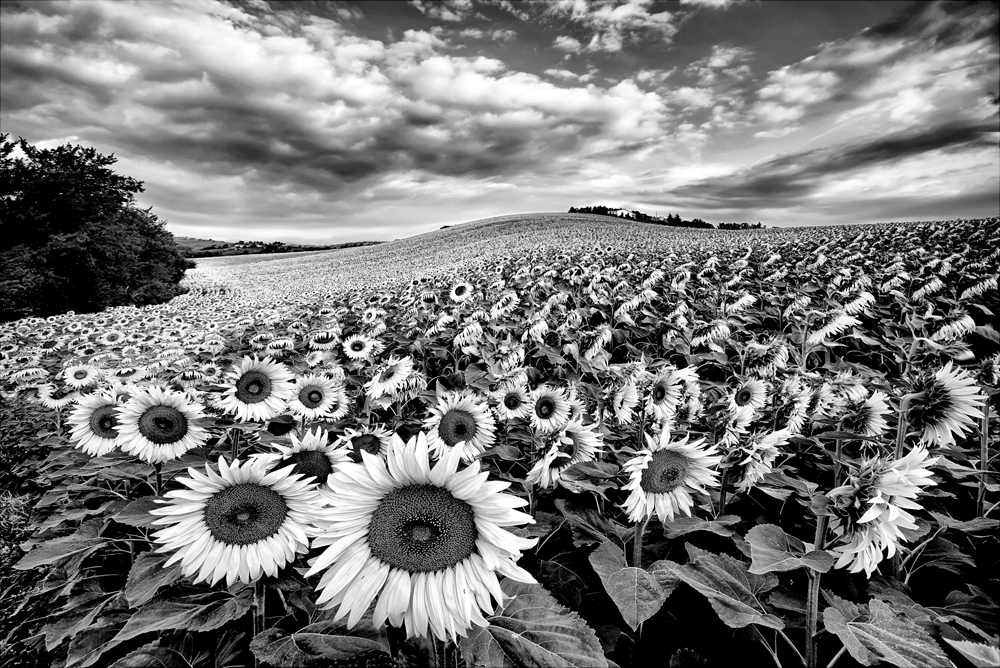 Sunflowers