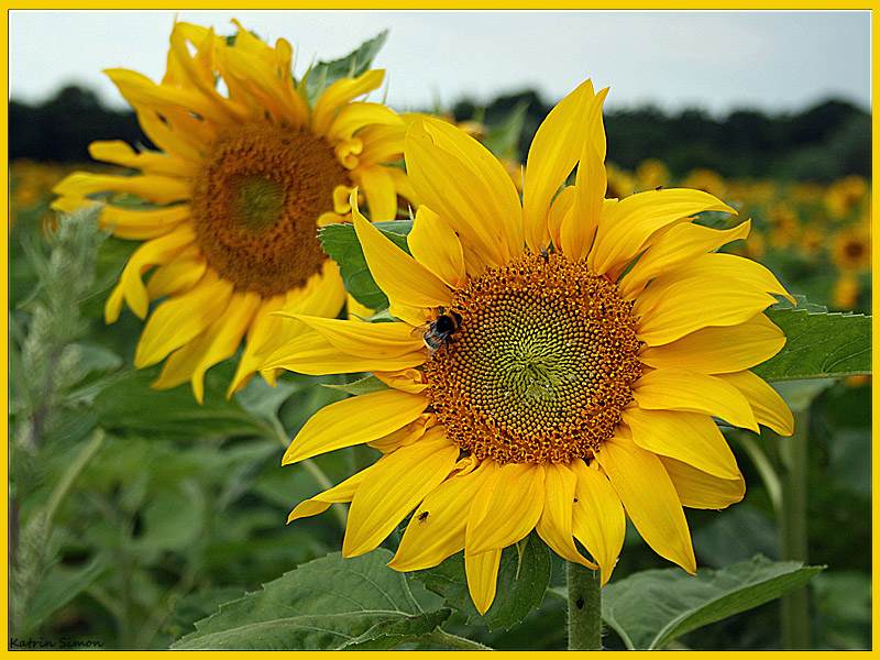 *Sunflowers*