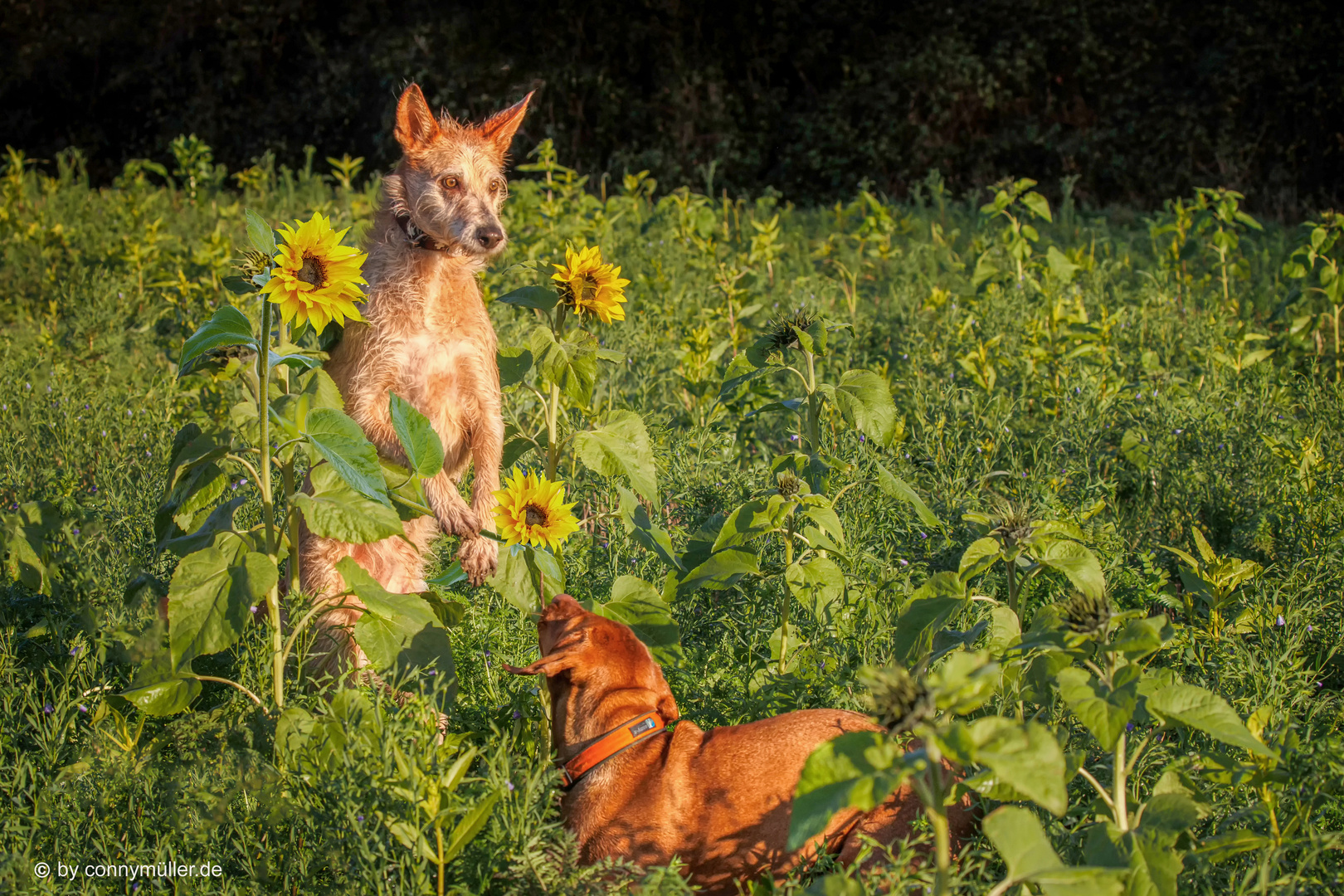 Sunflowers