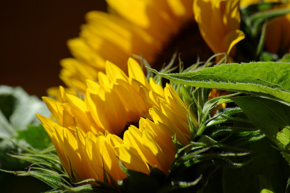 Sunflowers