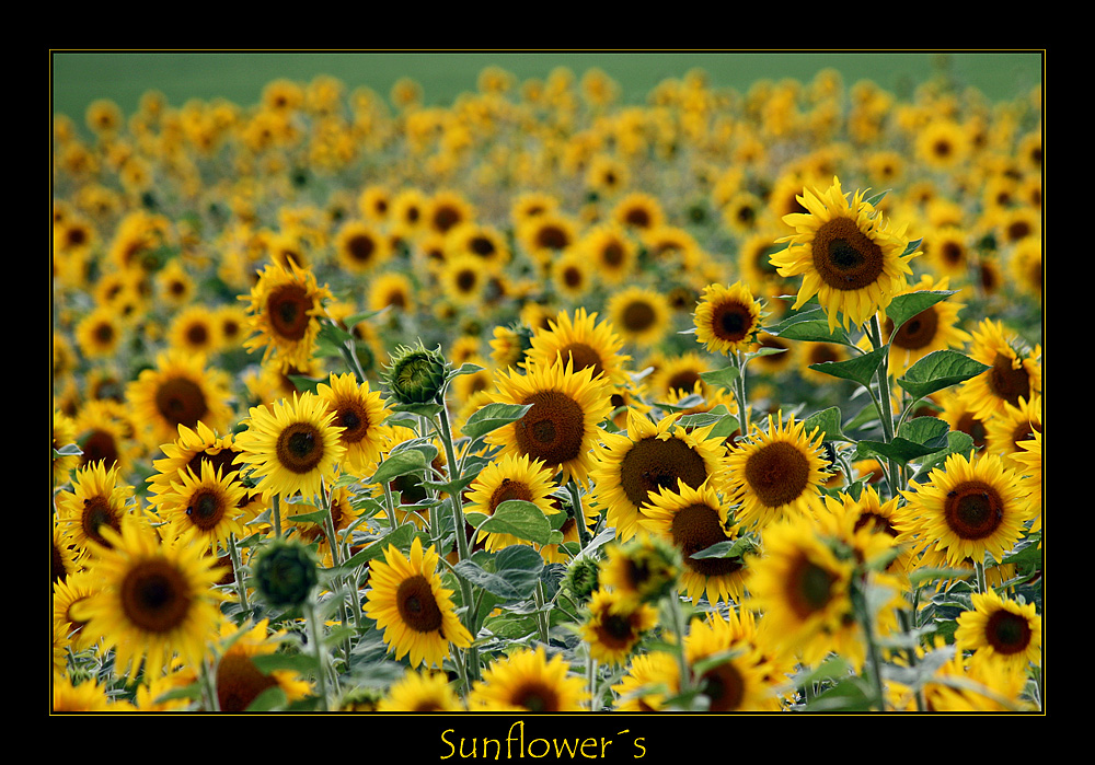 Sunflower´s