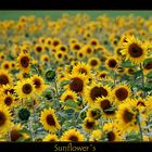 Sunflower´s