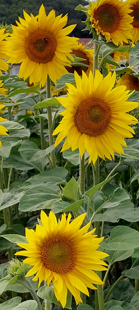 sunflowers 