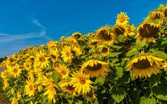 Sunflowers