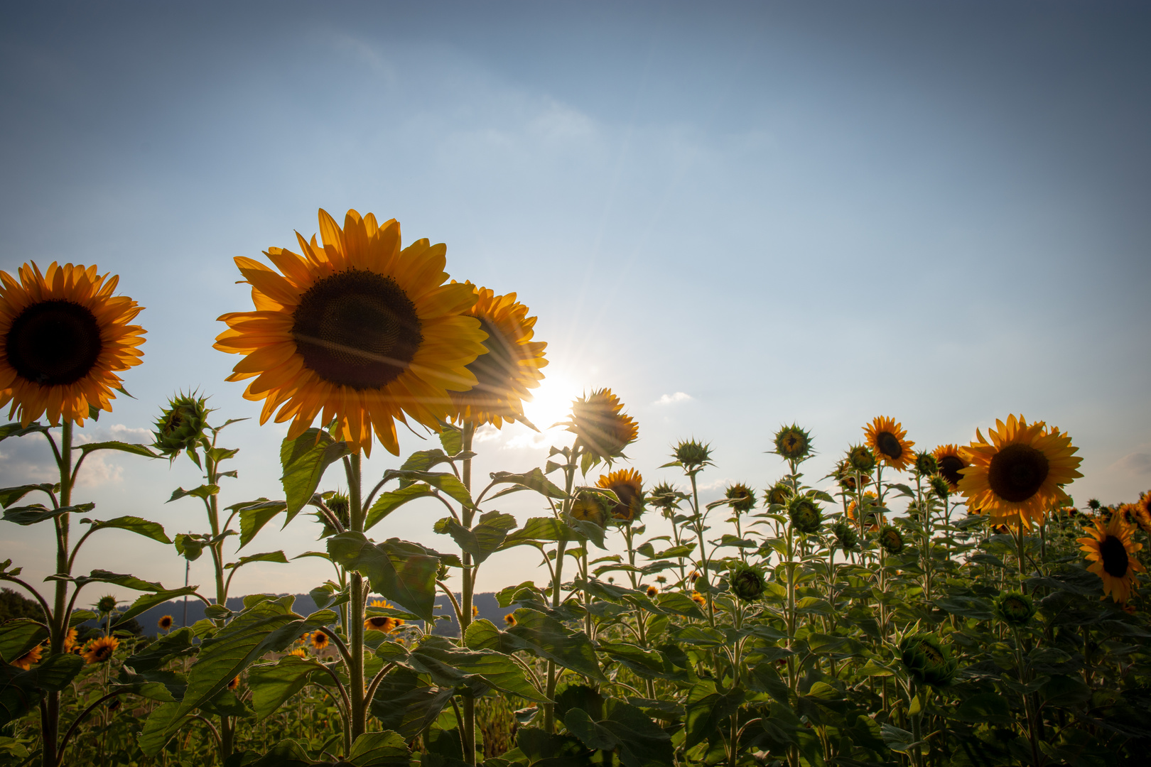 Sunflowers