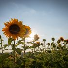 Sunflowers