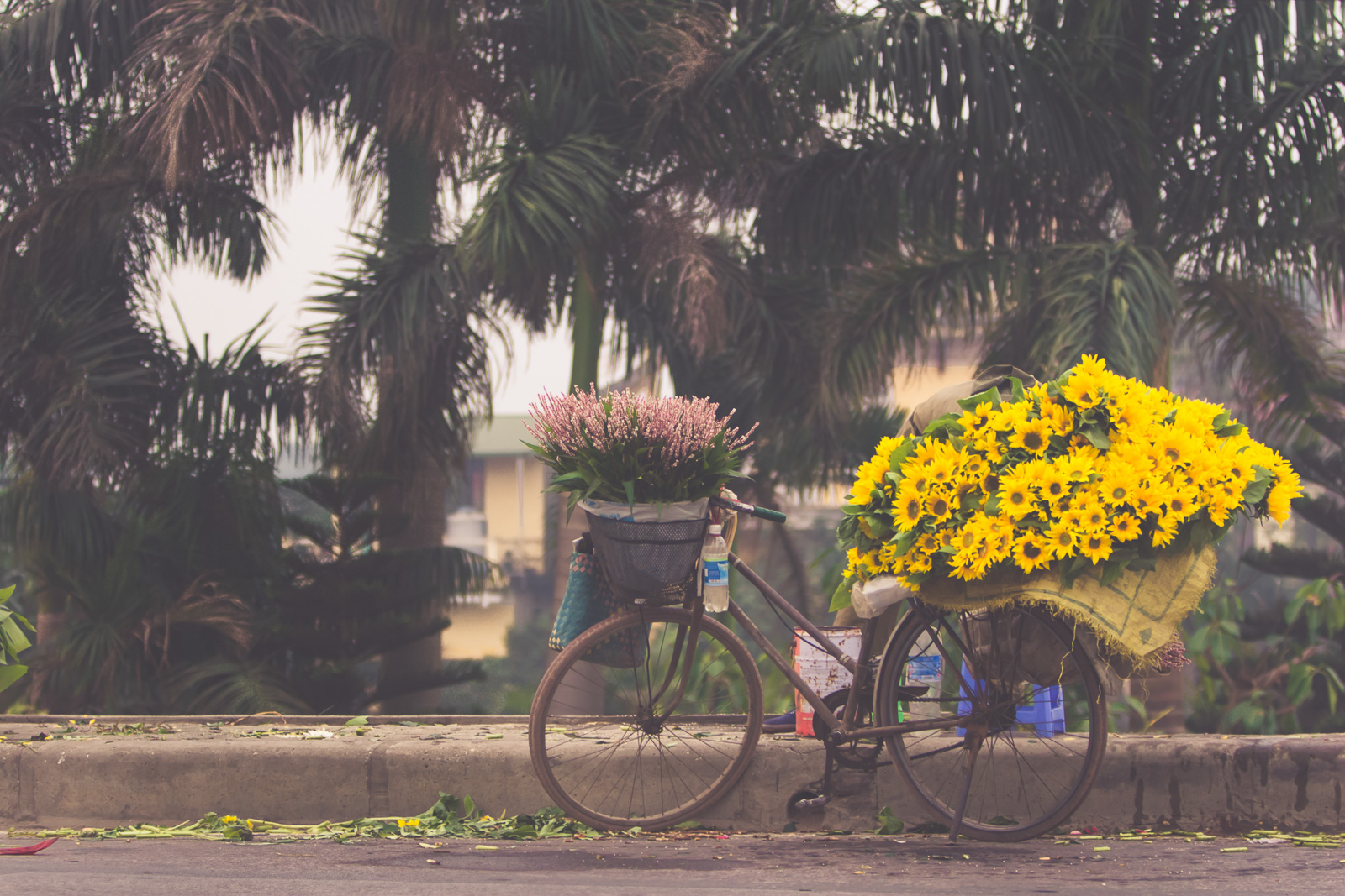 Sunflowers