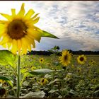 Sunflowers