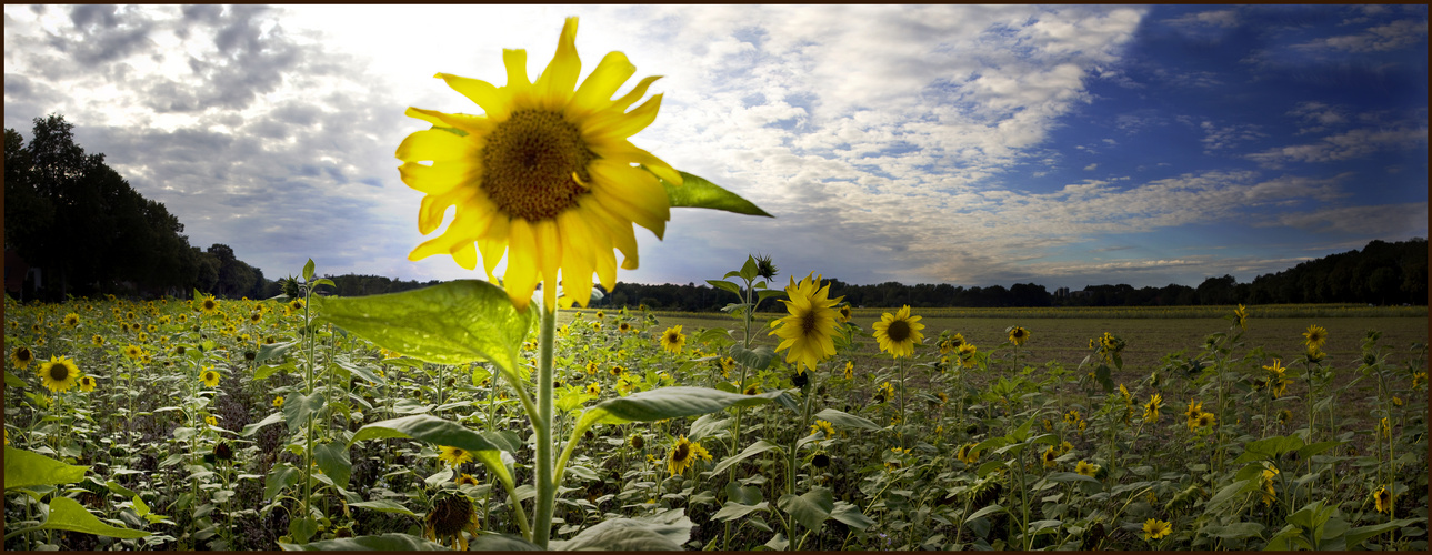 Sunflowers