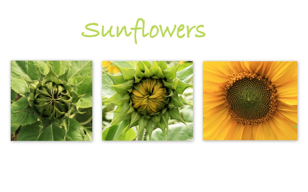 Sunflowers