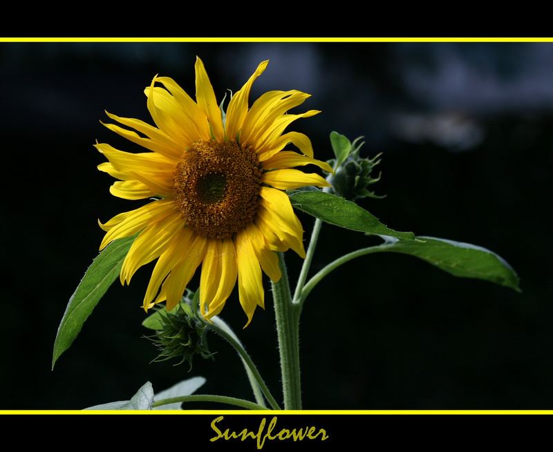 Sunflowers